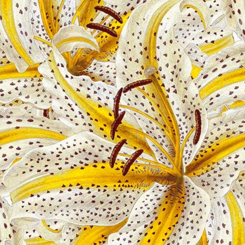 Sárga és fehér színű csillagliliom mintás design fotótapéta
