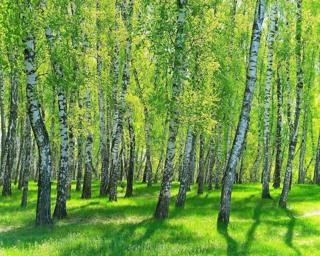 Tavaszias fákkal borított tájkép mintás fotótapéta