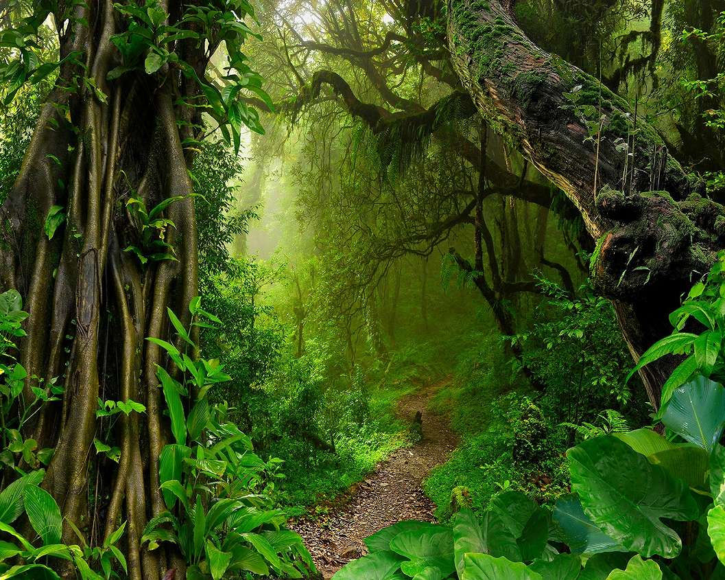 Trópusi dzsungel inda és levélel boirított erdei ösvény mintás fotótapéta 368x254 vlies