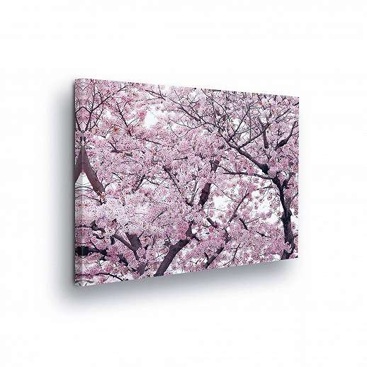 Vászonkép romantikus cseresznyefa virágzással