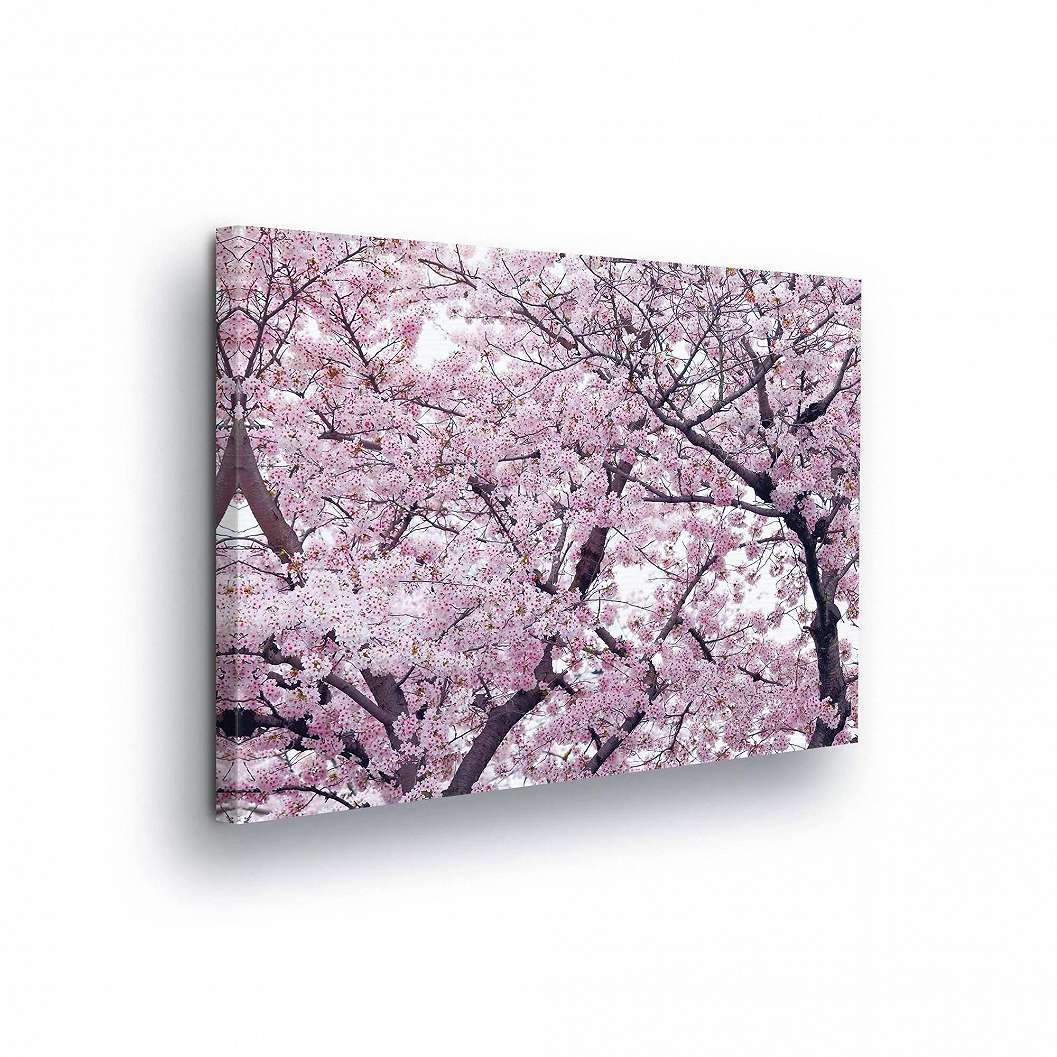 Vászonkép romantikus cseresznyefa virágzással