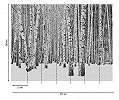 Fali poszter nyírfa erdei látkép mintával vinyl mosható