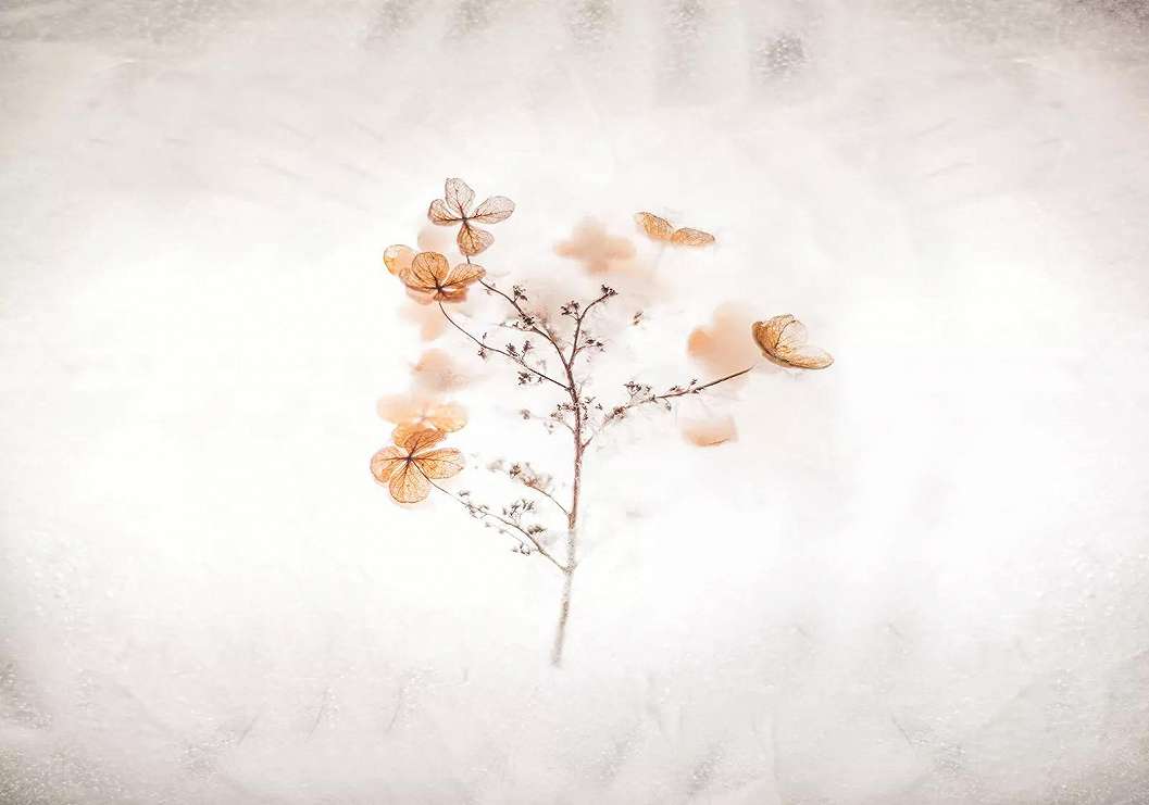 Virágmintás oriás fotótapéta fehér alapon 368x254 vlies