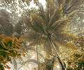 Trópus dzsungel mintás vlies poszter tapéta különleges panoráma nézettel