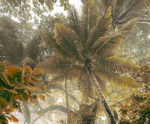 Vlies dzsungel panoráma mintás fotótapéta