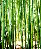 Zöld bambusz mintás vlies posztertapéta