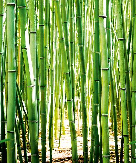 Vlies fotótapéta bambusz mintával