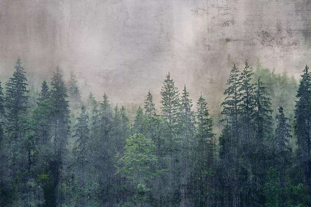 Vlies fotótapéta fenyő erdei tájkép mintával