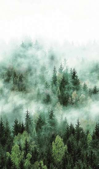 Vlies fotótapéta fenyves erdő mintával mosható vinyl