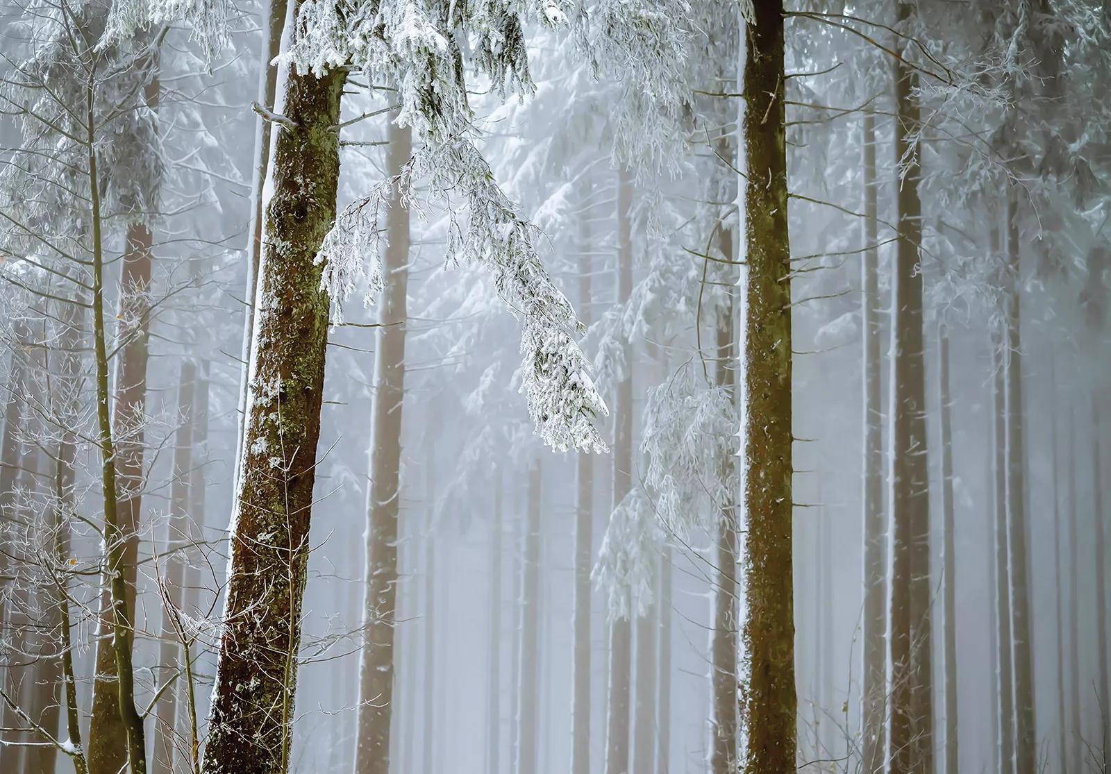 Téli hangulatú havas erdei táj mintás fali poszter 368x254 vlies