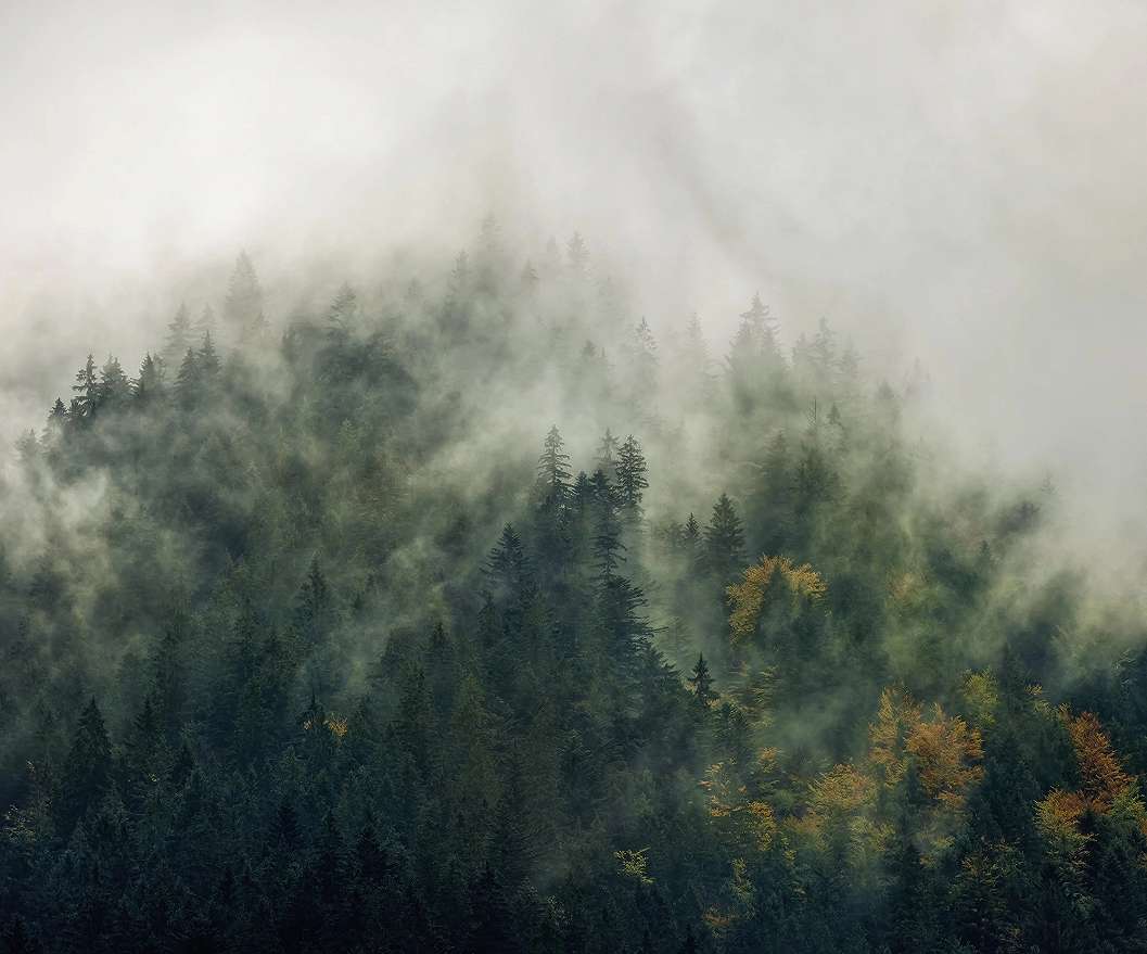 Ködös erdei tájkép mintás fotótapéta