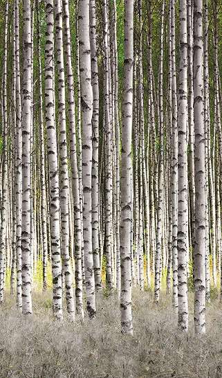 Vlies fotótapéta nyírfa erdő mintával