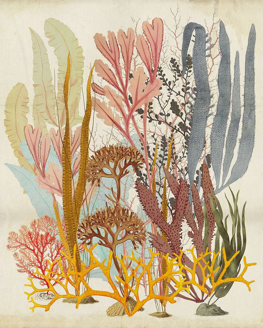 Vlies fotótapéta színes tengeri korall virág mintákkal