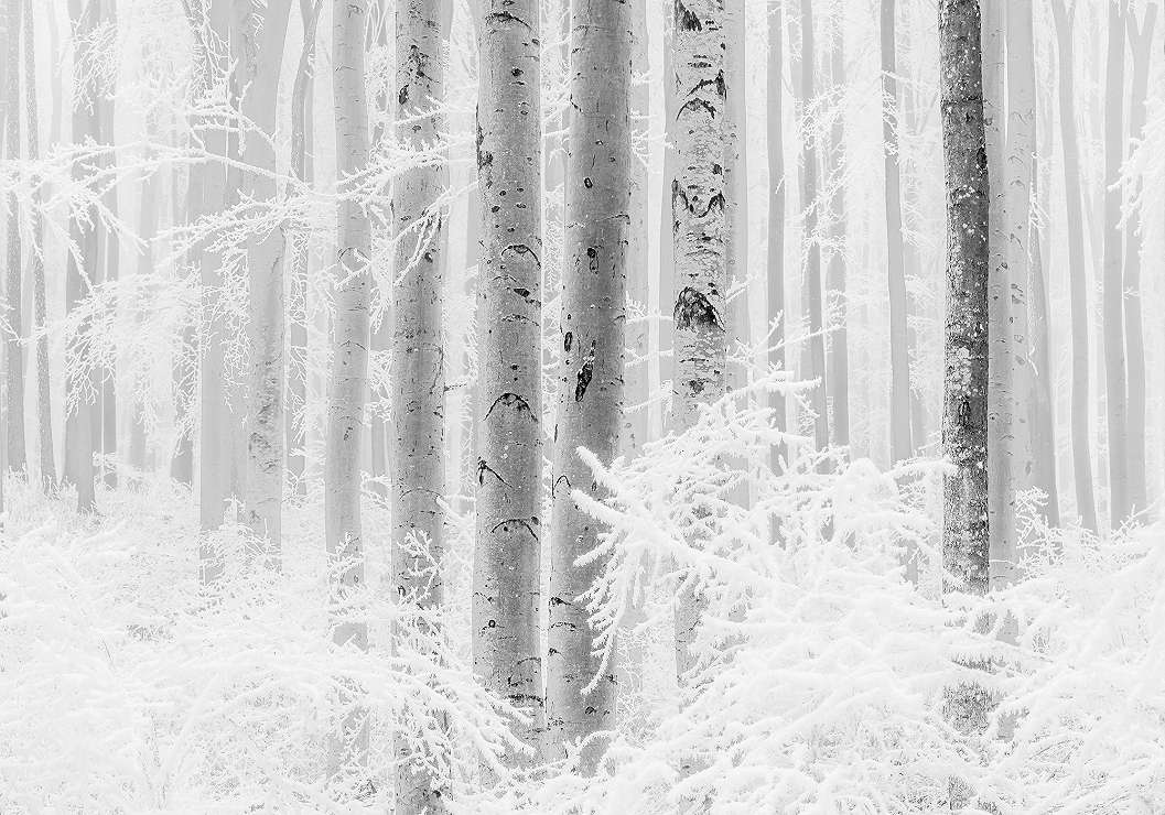Vlies fotótapéta téli havas erdei mintával