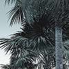 Vintage stílusú trópusi tájkép mintás fali poszter