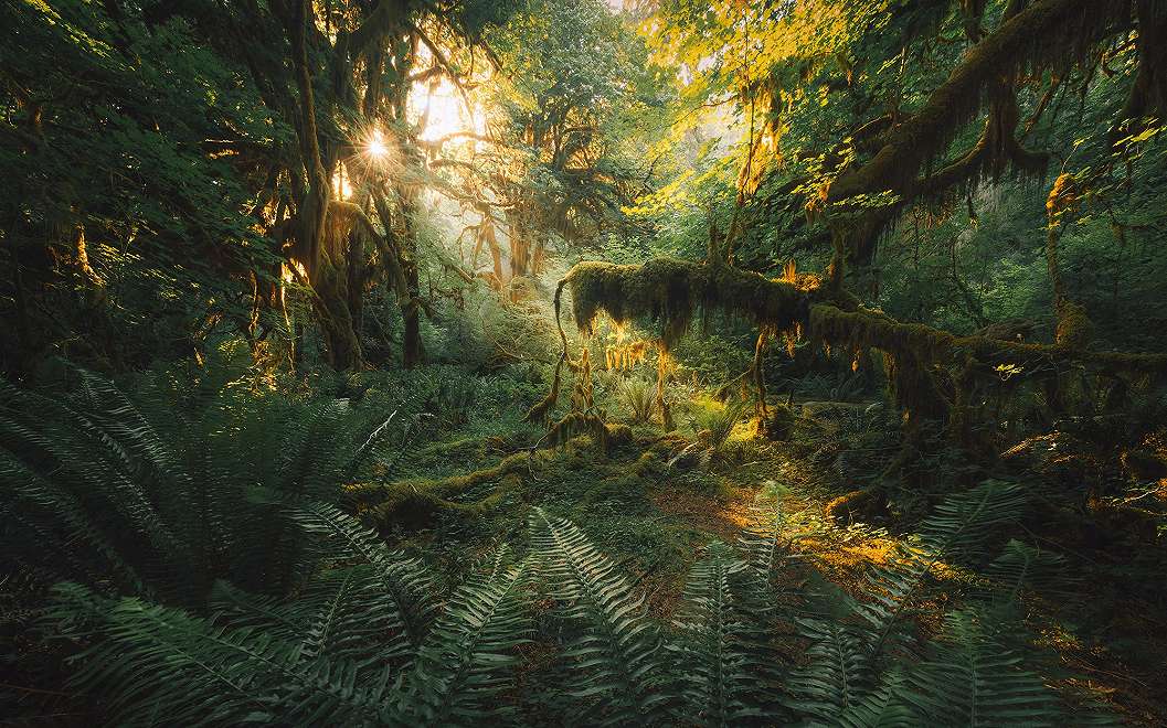 Vlies fotótapéta trópusi dzsungel intával