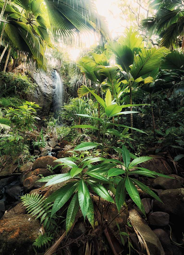 Vlies fotótapéta trópusi dzsungel tájképpel