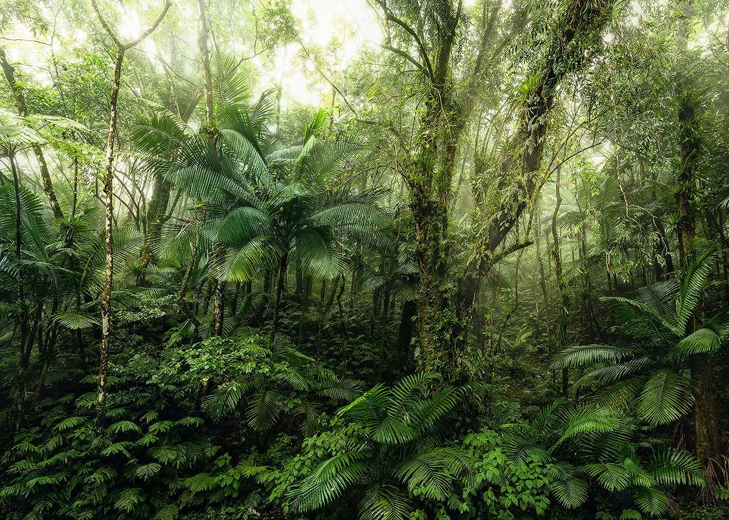 Vlies fotótapéta vadregényes dzsungel mintával